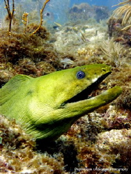 Green Moray Eel taken off of Islamorada by Ryan Magee 